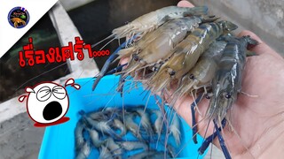 ทำไมถึงเป็นแบบนี้กับบ่อกุ้งก้ามกรามที่เลี้ยงไว้ในบ่อปูนสไตล์korattv