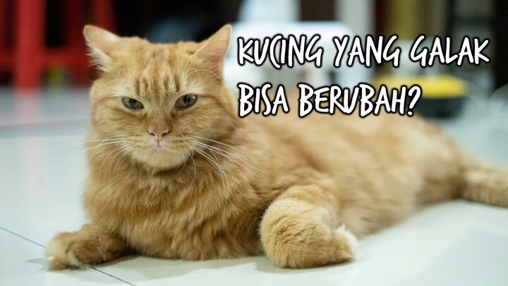 Kucing Yang Galak Sifatnya Masih Bisa Berubah?