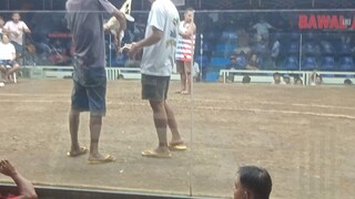 #sabungero#magmamanok