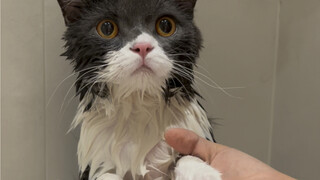 Kucing kecil pun tak bisa menghindari nasib dicuci saat Tahun Baru Imlek