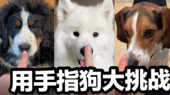 Big Challenge: Stick Your Finger in Front of the Dog—Let’s See How They React!