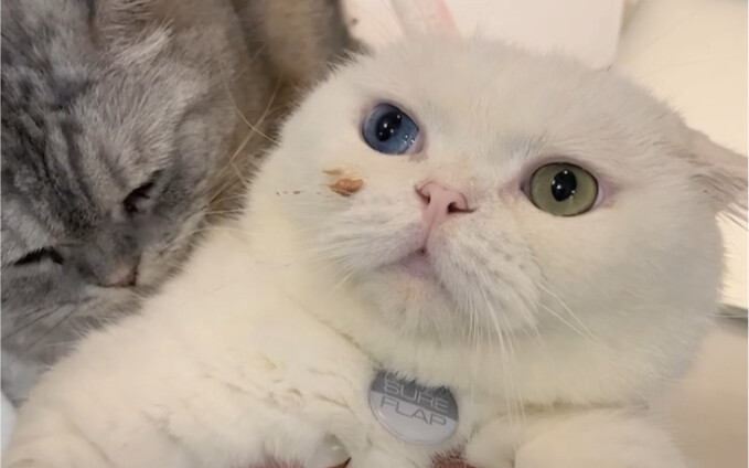 Betapa banyak ekspresi yang bisa ditampilkan oleh tatapan seekor kucing?