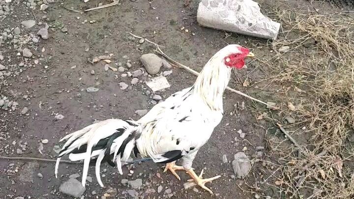 wla ra lignaw lingaw ragud