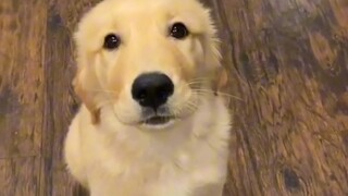 Comfort Dog: Is that all?