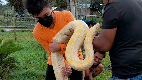 Snake