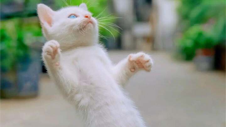 猫咪不能惯 越惯越完蛋