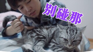 Tiba-tiba menangkap ekor kucing, kucing: Ini bukan ekorku!