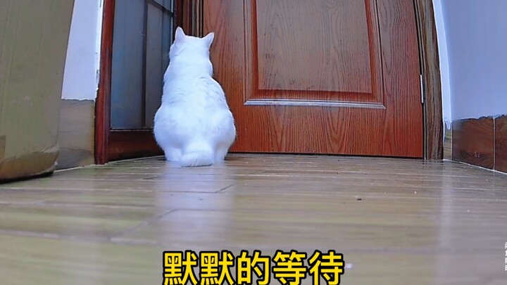 แมวในกล้องวงจรปิดรักฉันมากแค่ไหน