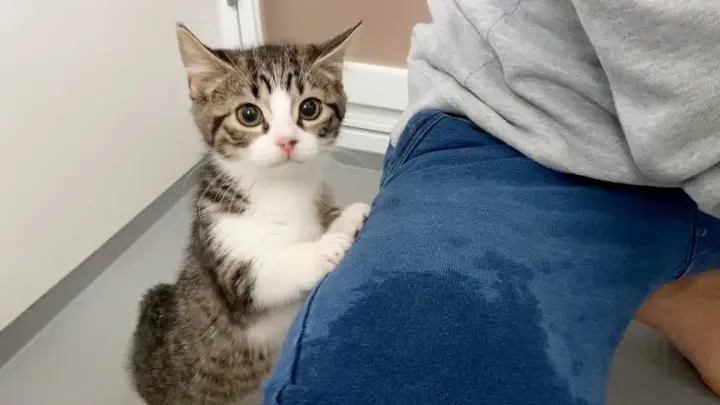 [Animals]The first time kitty taking a shower