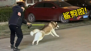二哈路过羊肉串店，误以为是卖狗肉的，吓得撒腿就跑！