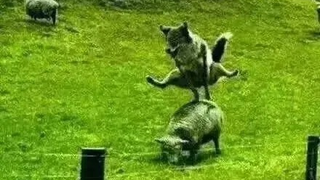 Jika tidak ada kamera, saya tidak akan percaya gambar berikut (Masalah 4)