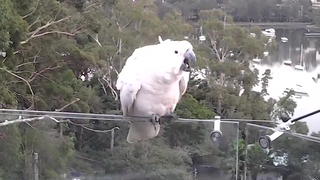 因为被爸妈嫌弃而伤心欲绝的葵花鹦鹉