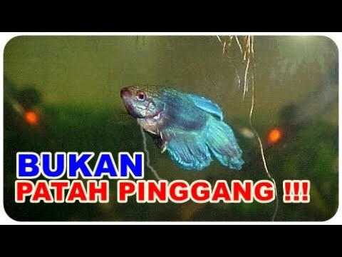 Analisa Penyebab dan Cara Mengobati Ikan Cupang Renang Berdiri