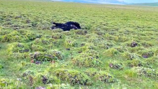 I almost lost a yak, that's why I don't let the yak roam on its own...