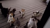 Feeding Eleven Hungry Cats