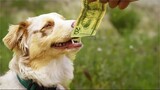 Owner Trains His Dog To Sniff Out Money Daily To Rob 10 Million Dollars From Bank