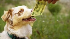 Owner Trains His Dog To Sniff Out Money Daily To Rob 10 Million Dollars From Bank