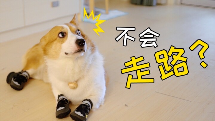 ใส่รองเท้าให้กับคอร์กี้ พวกสุนัขก็เริ่มเดินท่าแปลกๆ 【ดูบี้ขาสั้น】