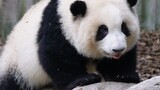 【Panda】Hehua is growing up