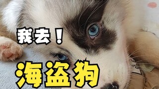 Keluarga, siapa yang mengerti, aku malah beli anjing bajak laut