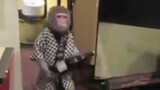 Monkey: The wine is here, drink less