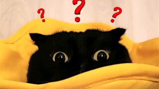 A black cat wants to prove that it has a nose! It's really too difficult... In the end, it still has