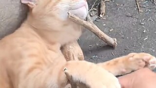 Mèo Jazz
