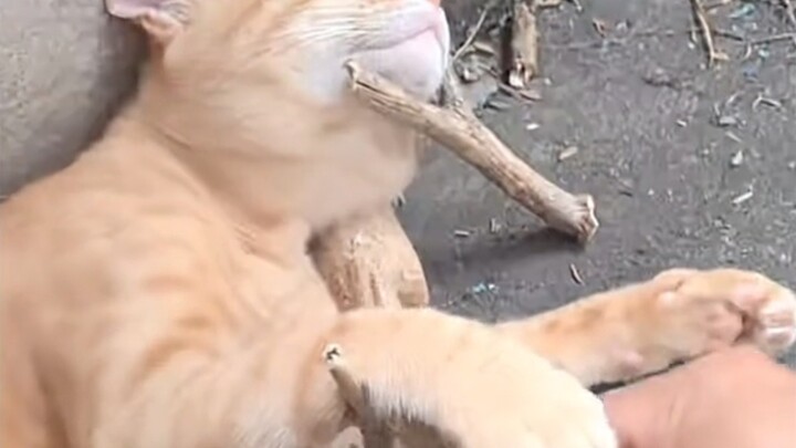 Mèo Jazz