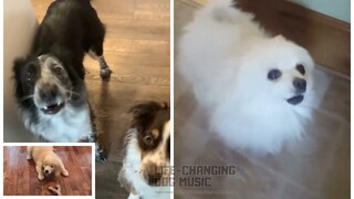 Infinity but Dogs Sung It (Dogs Version Cover)