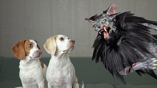 Dogs vs Zombie Cat Prank สุนัขตลก Maymo และ Pot Pie ประหลาดใจโดย Zombie Cats