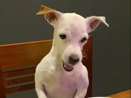 Dinner was just one dog treat—Fido is furious!