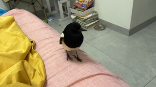 A black thing came running over early in the morning—it was so scary!