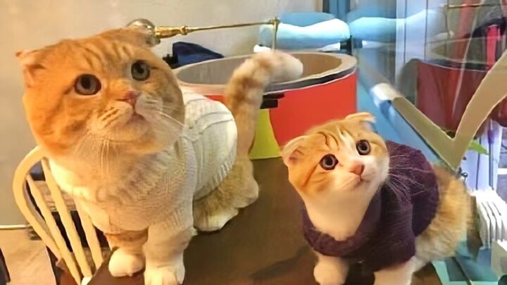 คลิปแมวน่ารักสุดๆ ของไต้หวัน คุณจะทนดูได้ถึงวินาทีที่เท่าไร?