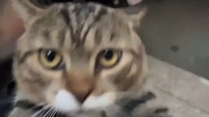 Jazz Cat