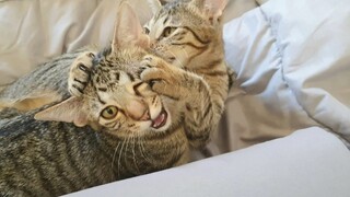 Cats Grooming Leads To Funny Fight || Funny Kittens Rumble|CatsLifePh