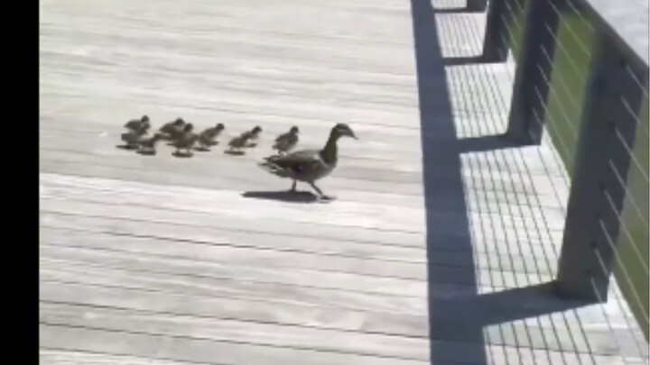 Well-Behaved Little Ducklings