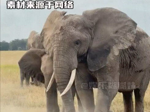 Beneath the elephant’s massive frame lies a sensitive, delicate heart | “Elephant” | “Animal”