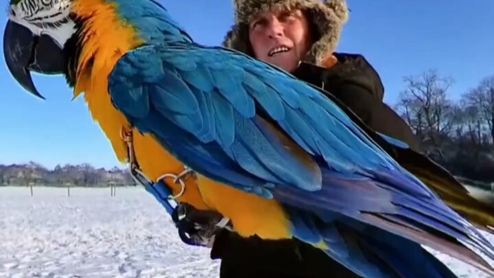 【Vẹt Macaw】Macaw có được tính là chim săn mồi không nhỉ