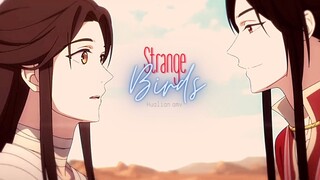Hualian | Strange Birds | Heaven Official's Blessing | AMV
