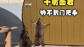 Animals knocking or opening doors!