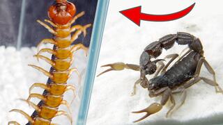 Huge centipede VS Deadly scorpion, what will happen?