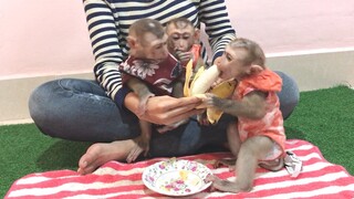 Eating Banana and enjoy playing like monkeys