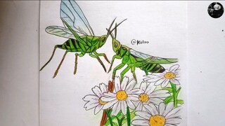 Drawing insects in anime style 🦗