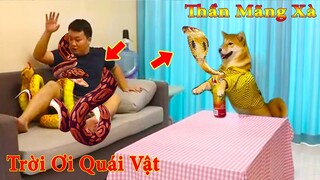 Thú Cưng TV | Ken Trẻ Trâu Bướng Bỉnh #7 | chó Shiba thông minh vui nhộn  Pets funny cute smart dog