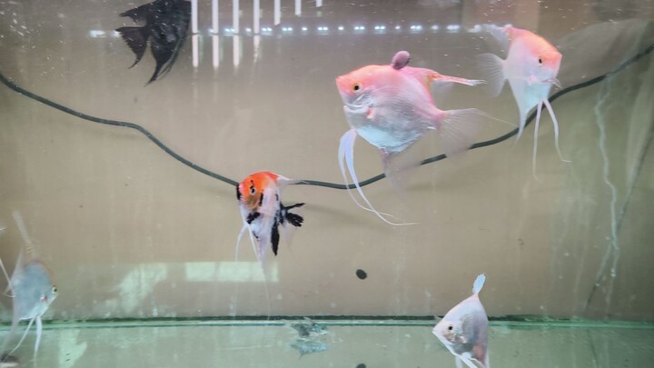 Bapak Bapak Pelihara ikan