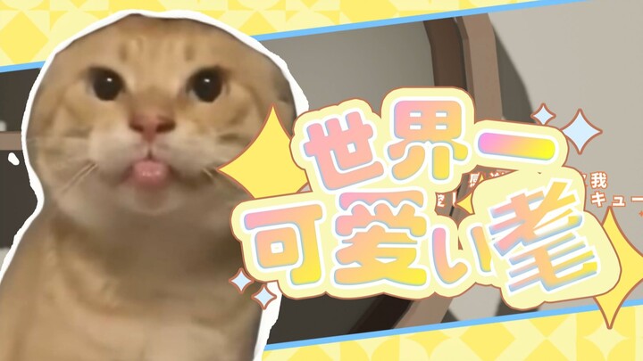 【猫娘耄耋手书】世界第一可爱的耄