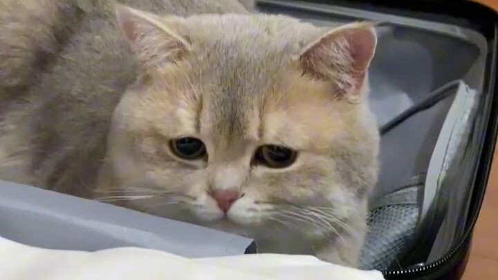 Aku benar-benar kewalahan… Anak bulu cuma pengin ditemani mamanya! Lebih dari sekadar hewan pelihara