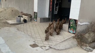 ตอนเย็นกลับบ้าน มาดูกันว่าลูกเป็ดของสามครอบครัวแต่ละตัวจะจากกันด้วยความอาลัยอาวรณ์อย่างไร