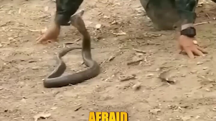 Soldier Tamed A snake