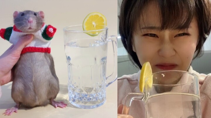 Thưởng Thức Đồ Uống Mới Lạ Được Pha Chế Từ Đuôi Chuột Fancy Rat?